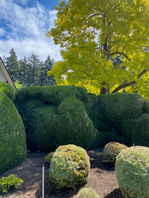 hedge